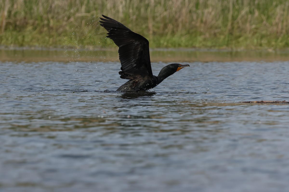 Double-crested Cormorant - ML637620688