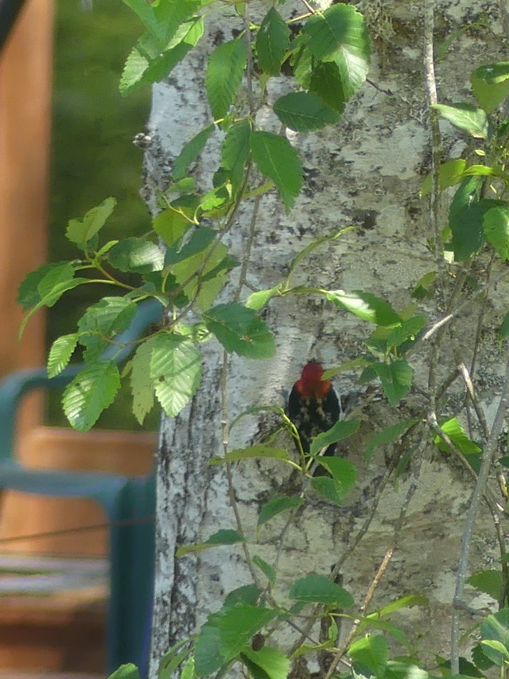 Red-breasted Sapsucker - ML637620718