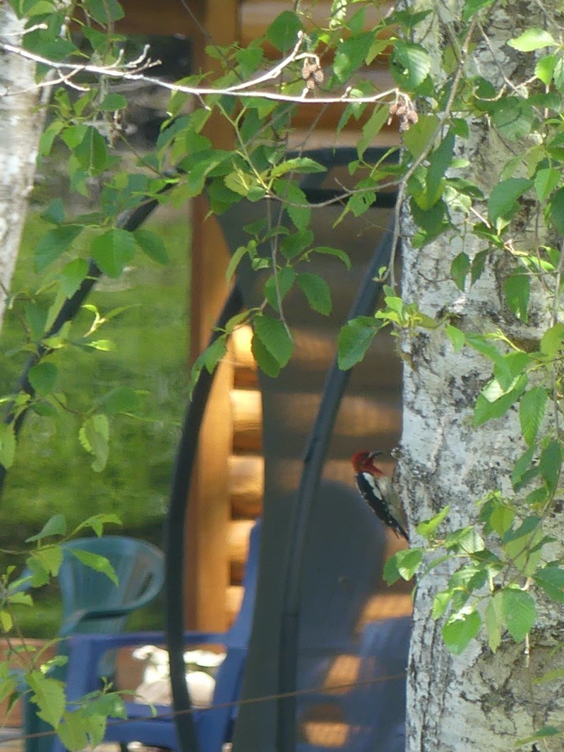 Red-breasted Sapsucker - ML637620719