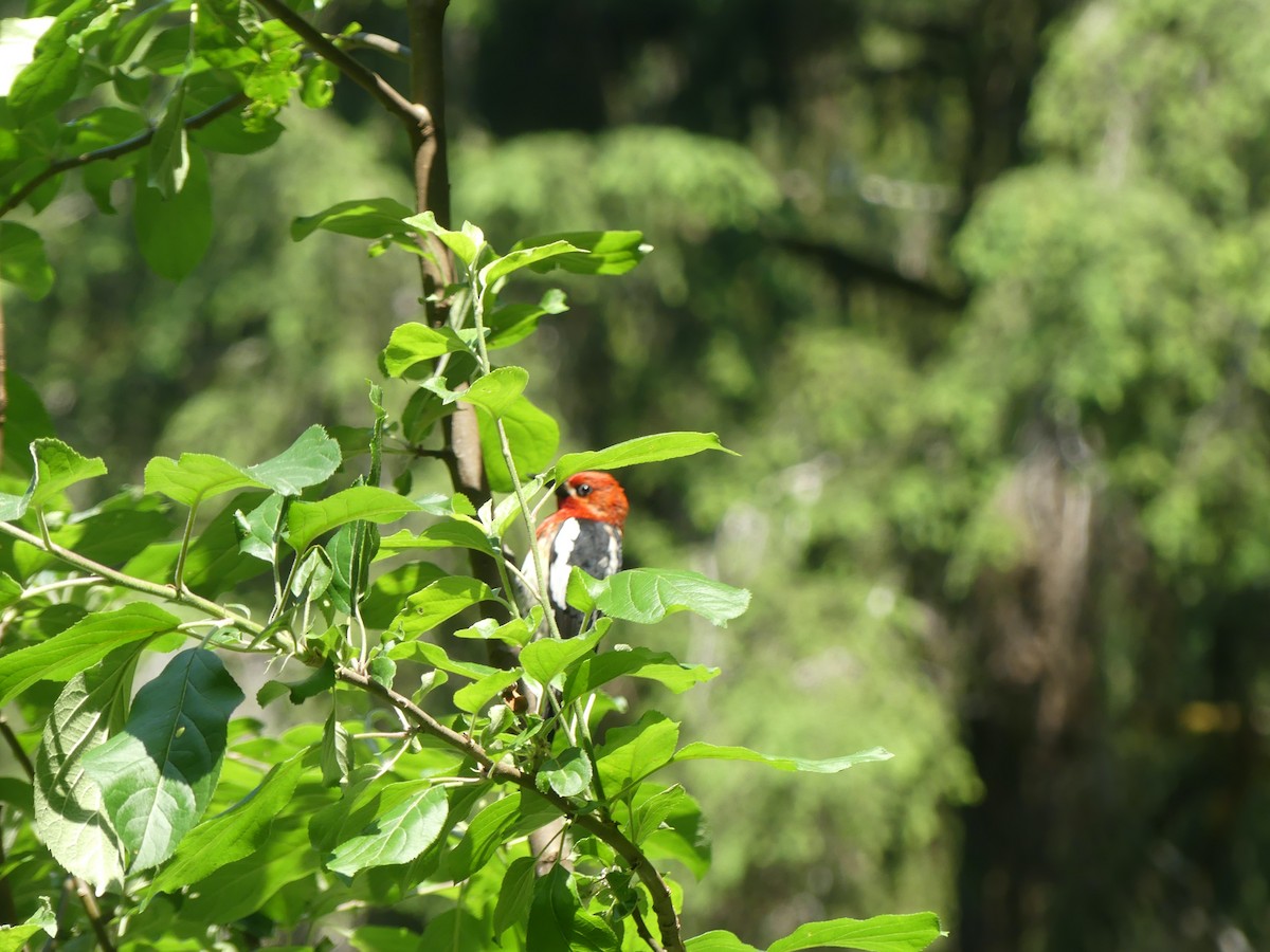Red-breasted Sapsucker - ML637620725