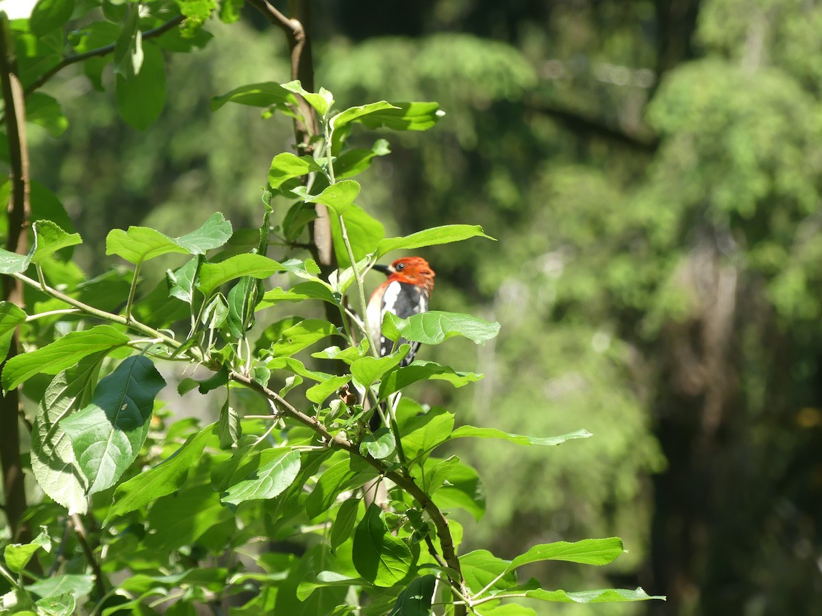 Red-breasted Sapsucker - ML637620726