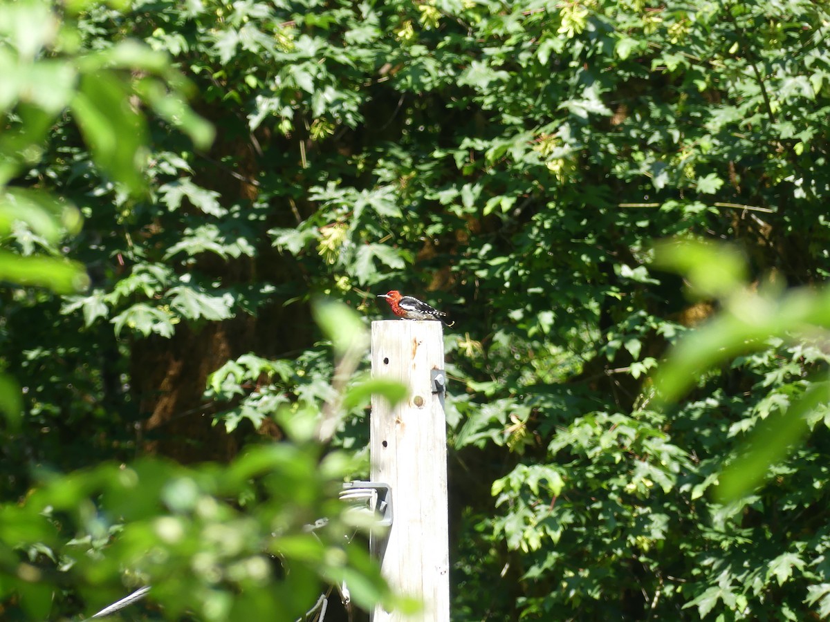 Red-breasted Sapsucker - ML637620728