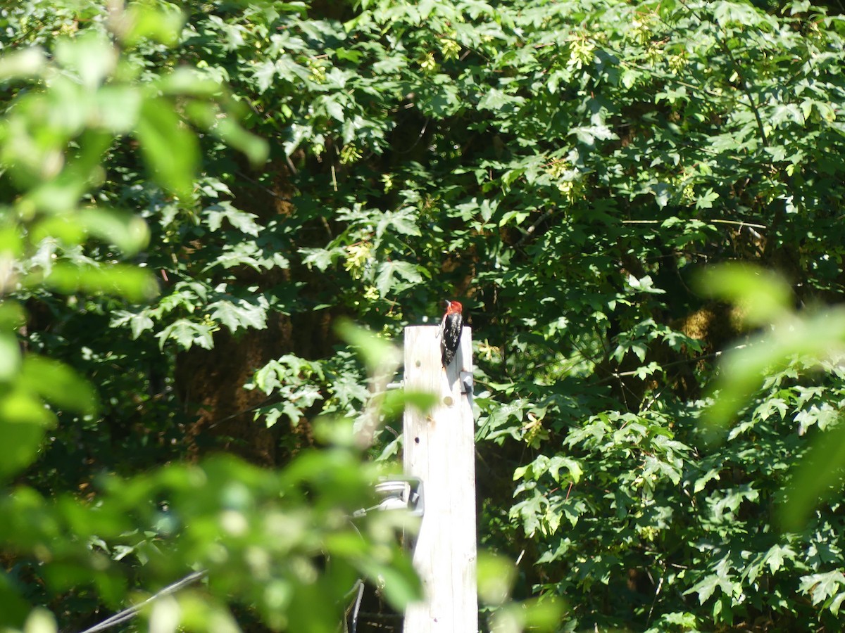 Red-breasted Sapsucker - ML637620733