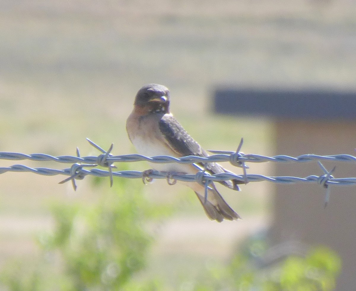 Cliff Swallow - ML637620739