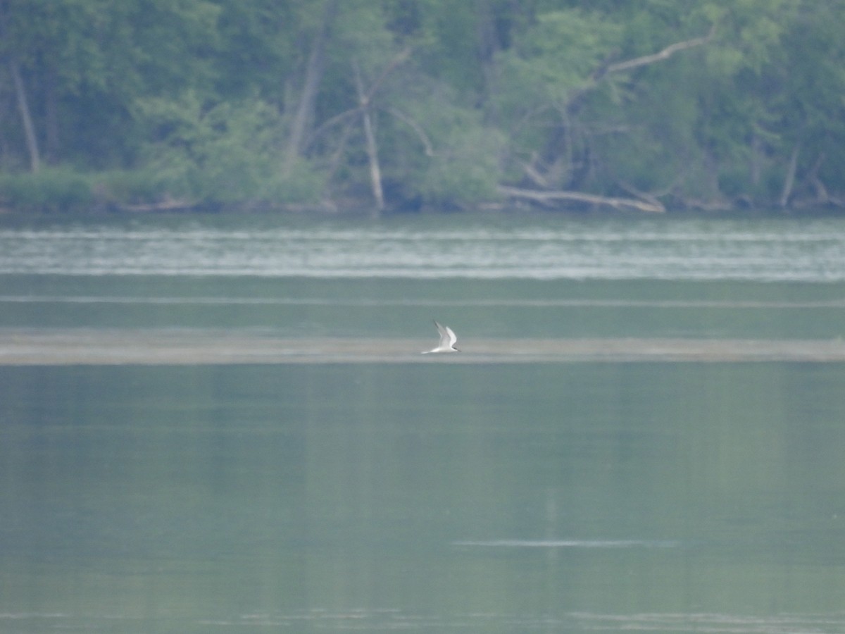 Common Tern - ML637620747
