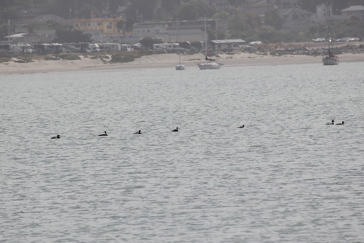 Сэвгэр бохио - ML637620807