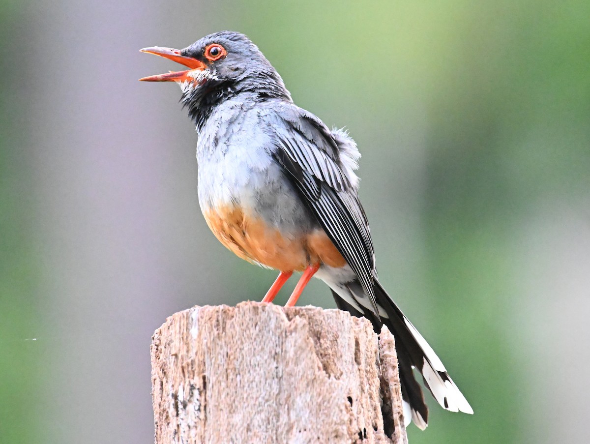 Western Red-legged Thrush - ML637620809