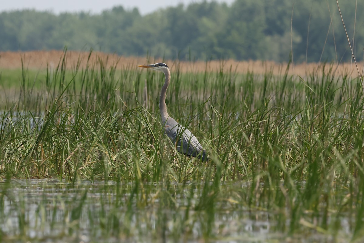 Great Blue Heron - ML637620824