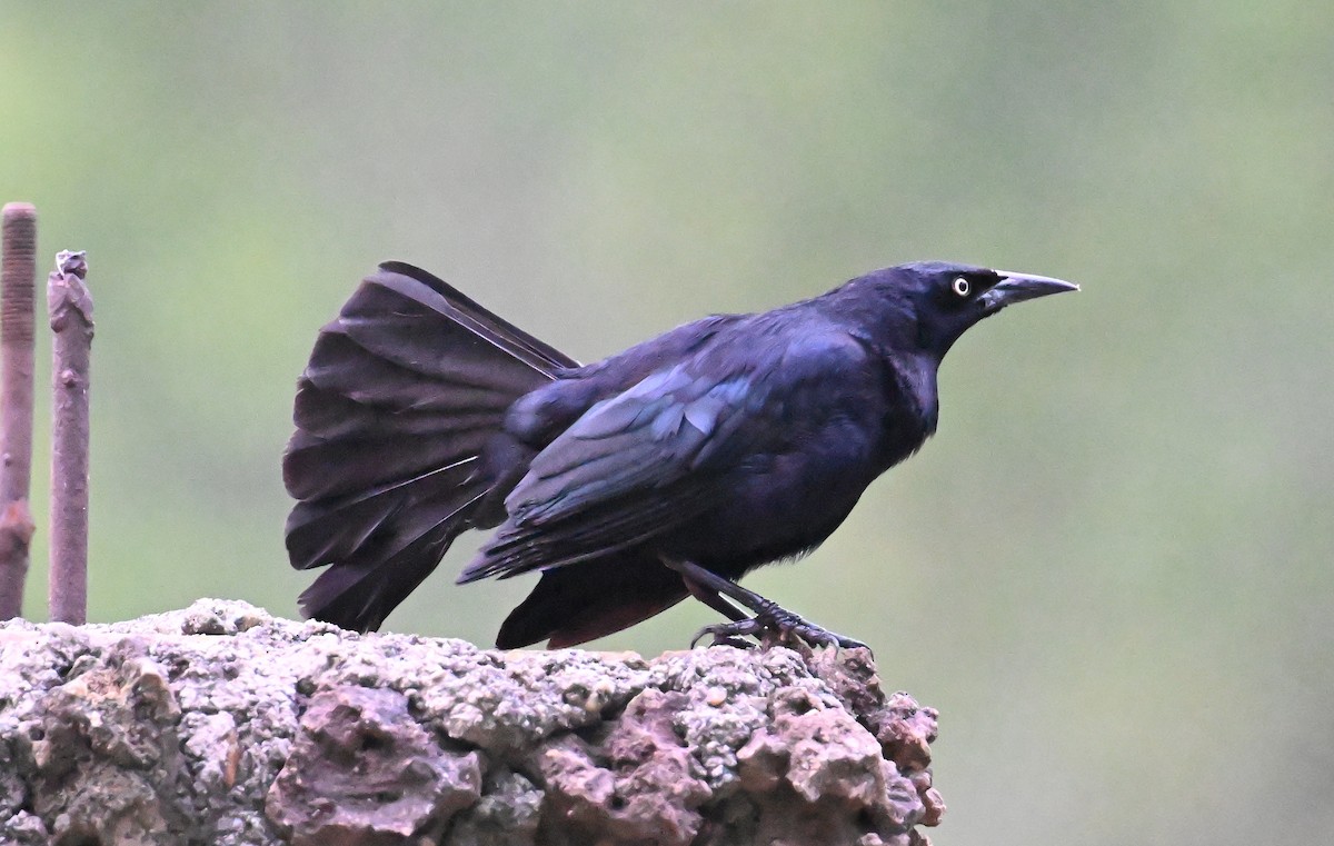 Greater Antillean Grackle - ML637620826