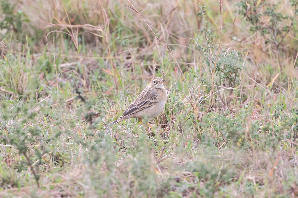 Plain-backed Pipit - ML637620877
