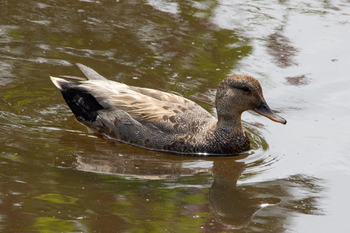 Gadwall - ML637620915