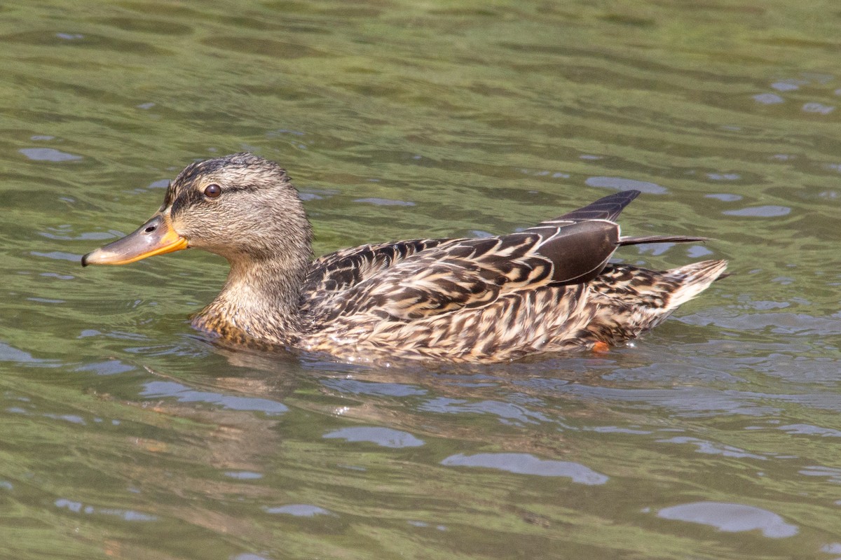 Mallard - ML637620924