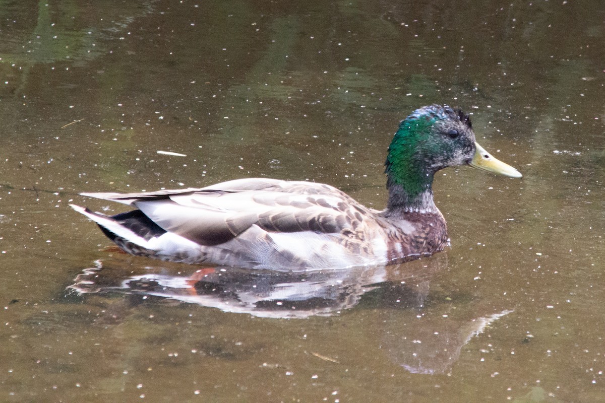 Mallard - ML637620925