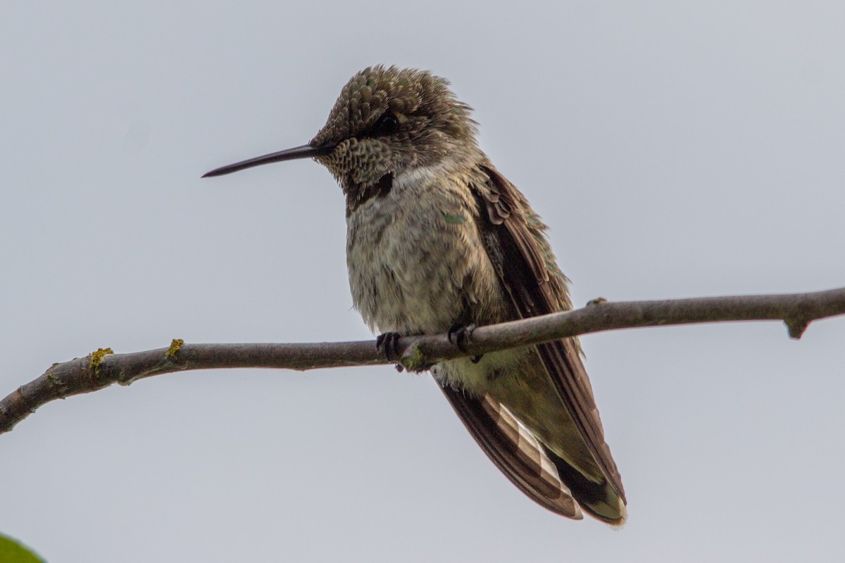 Anna's Hummingbird - ML637620934