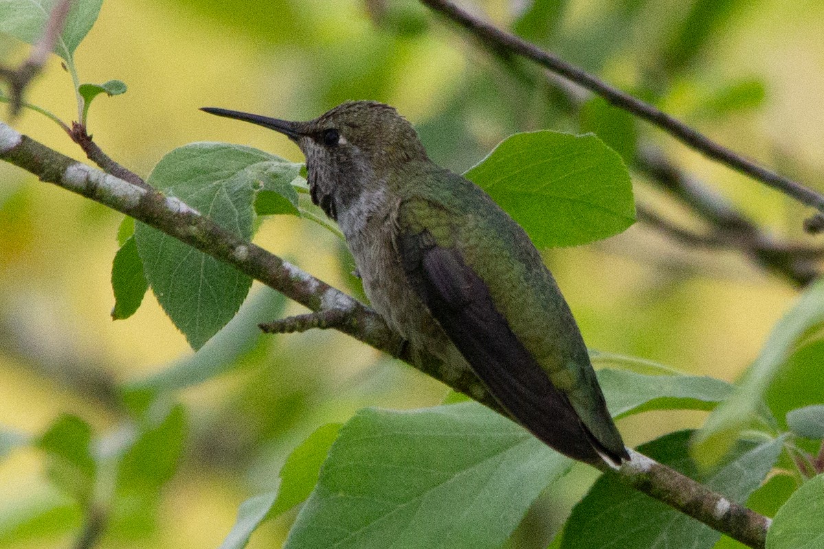 Anna's Hummingbird - ML637620935