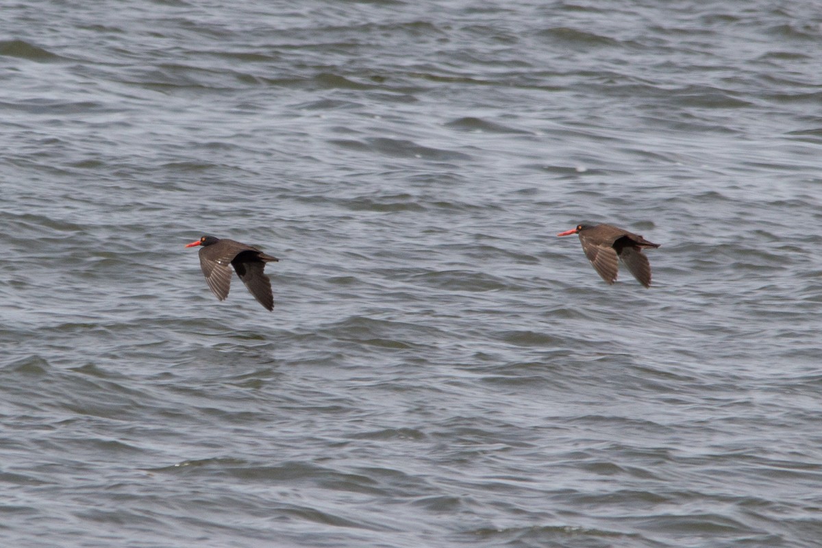 Black Oystercatcher - ML637620945