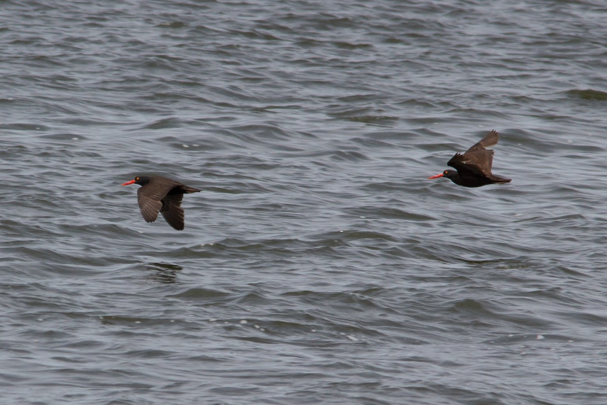 Black Oystercatcher - ML637620946