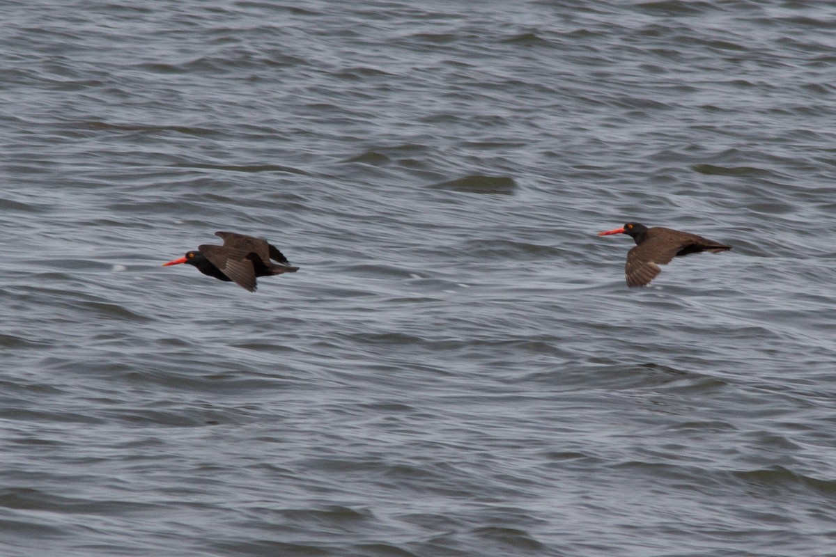 Black Oystercatcher - ML637620947