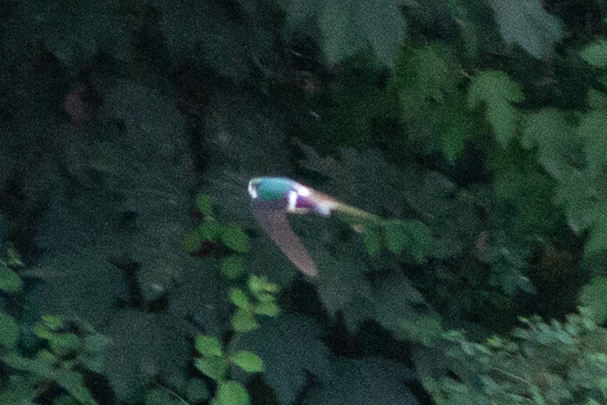 Violet-green Swallow - ML637620963