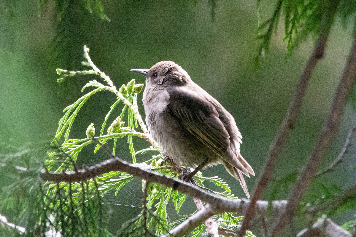 European Starling - ML637620968
