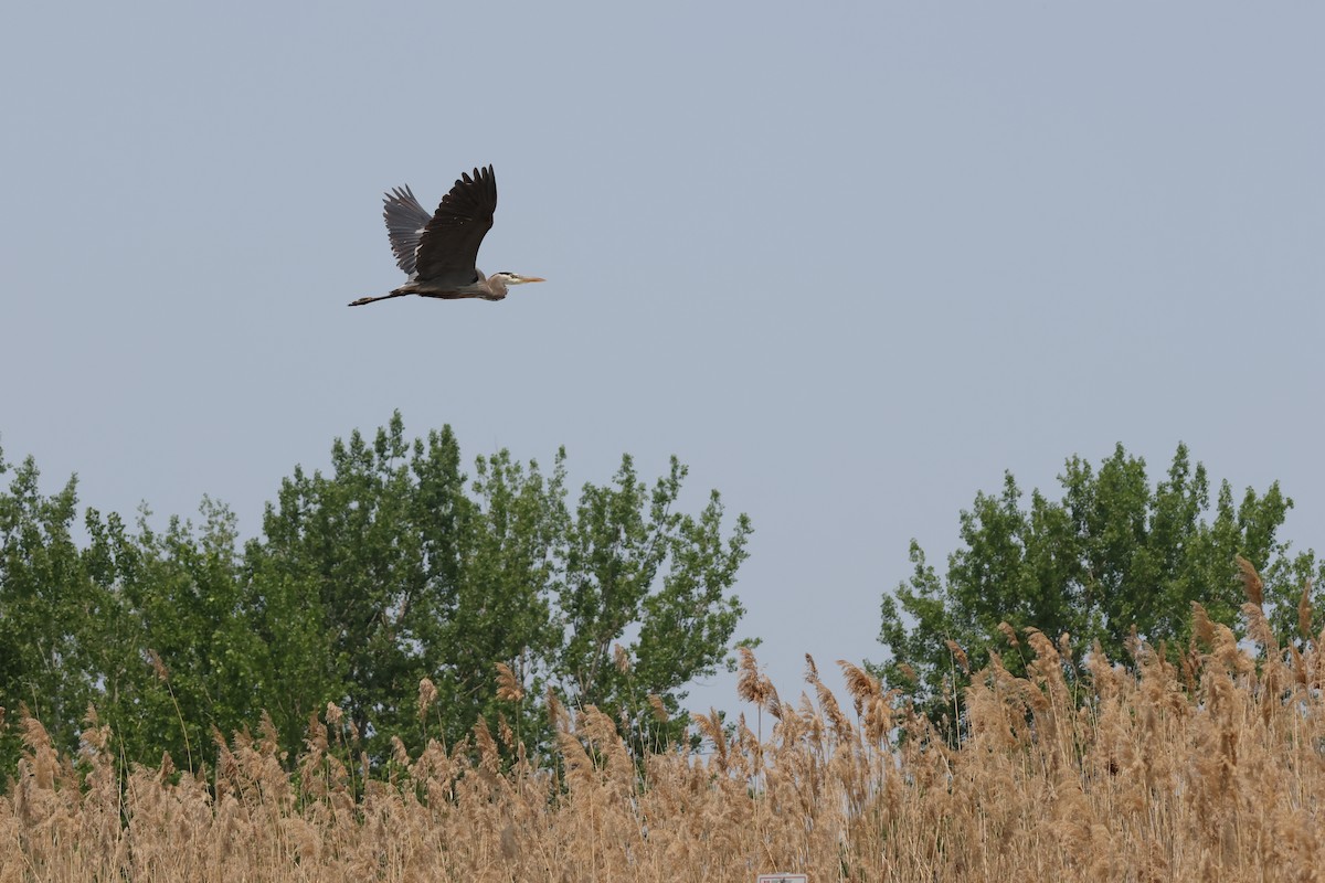 Great Blue Heron - ML637620969