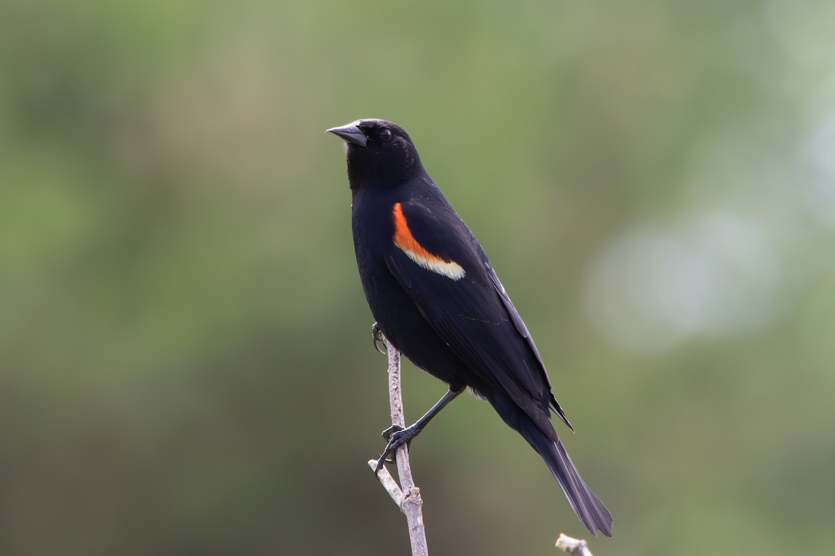 Red-winged Blackbird - ML637620972