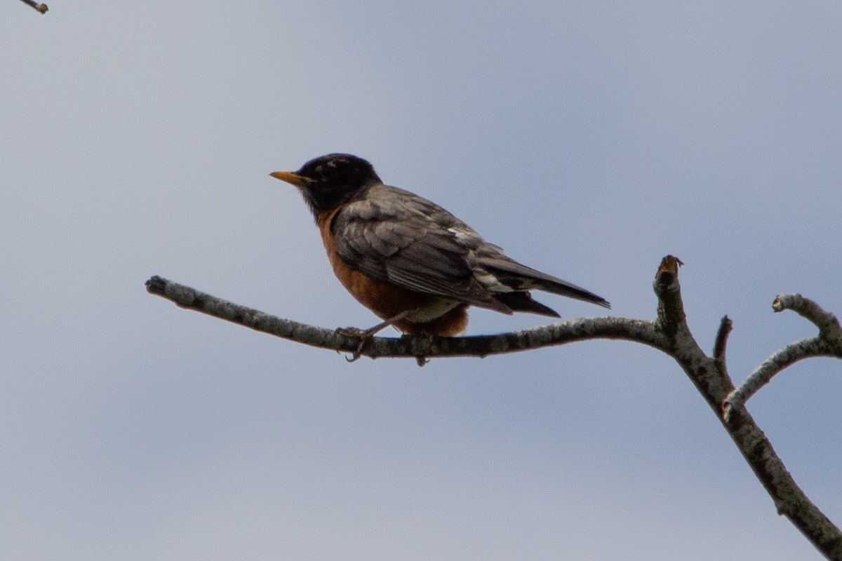 American Robin - ML637620977