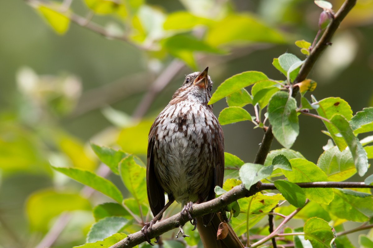 Song Sparrow - ML637620997