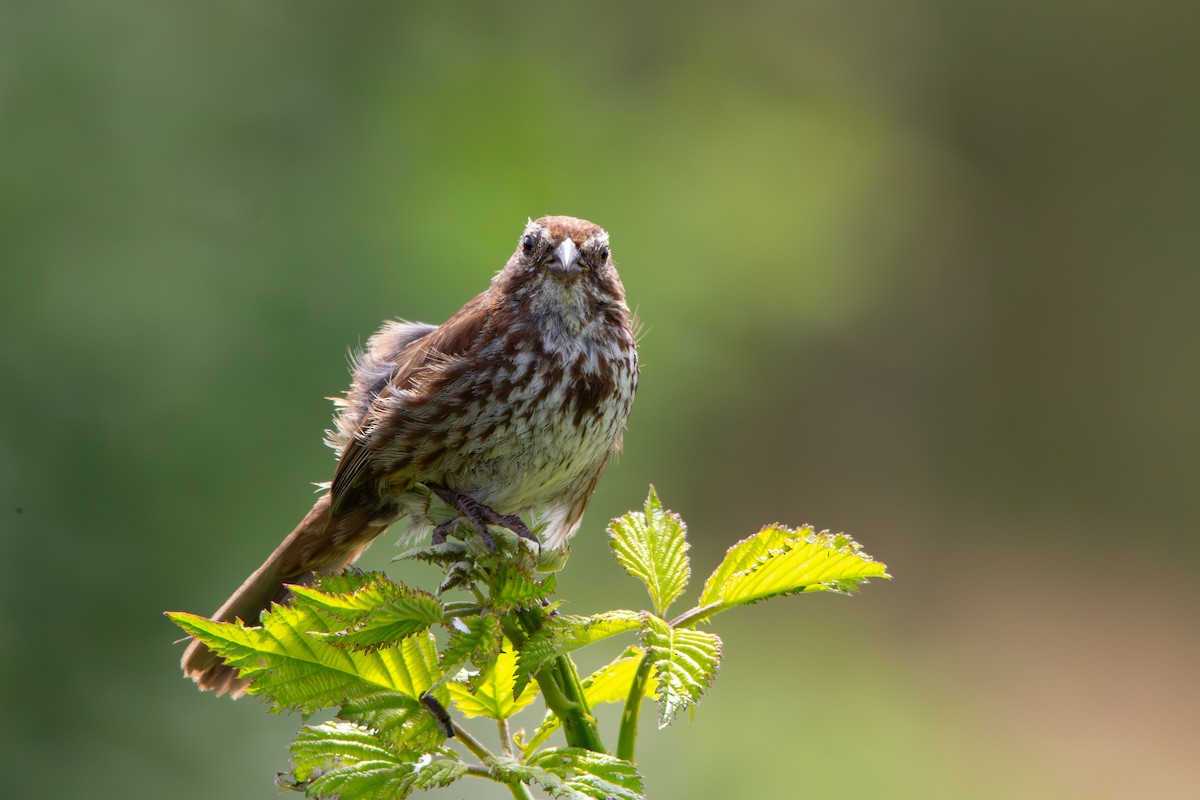 Song Sparrow - ML637620999