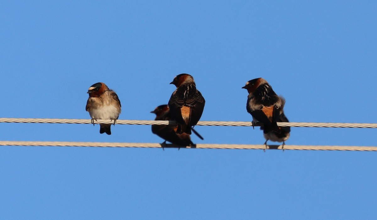 Cliff Swallow - ML637621000