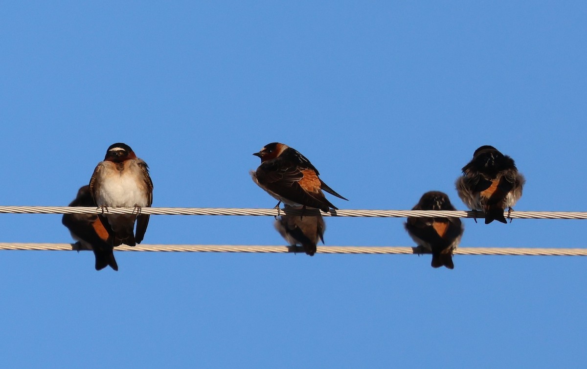 Cliff Swallow - ML637621001