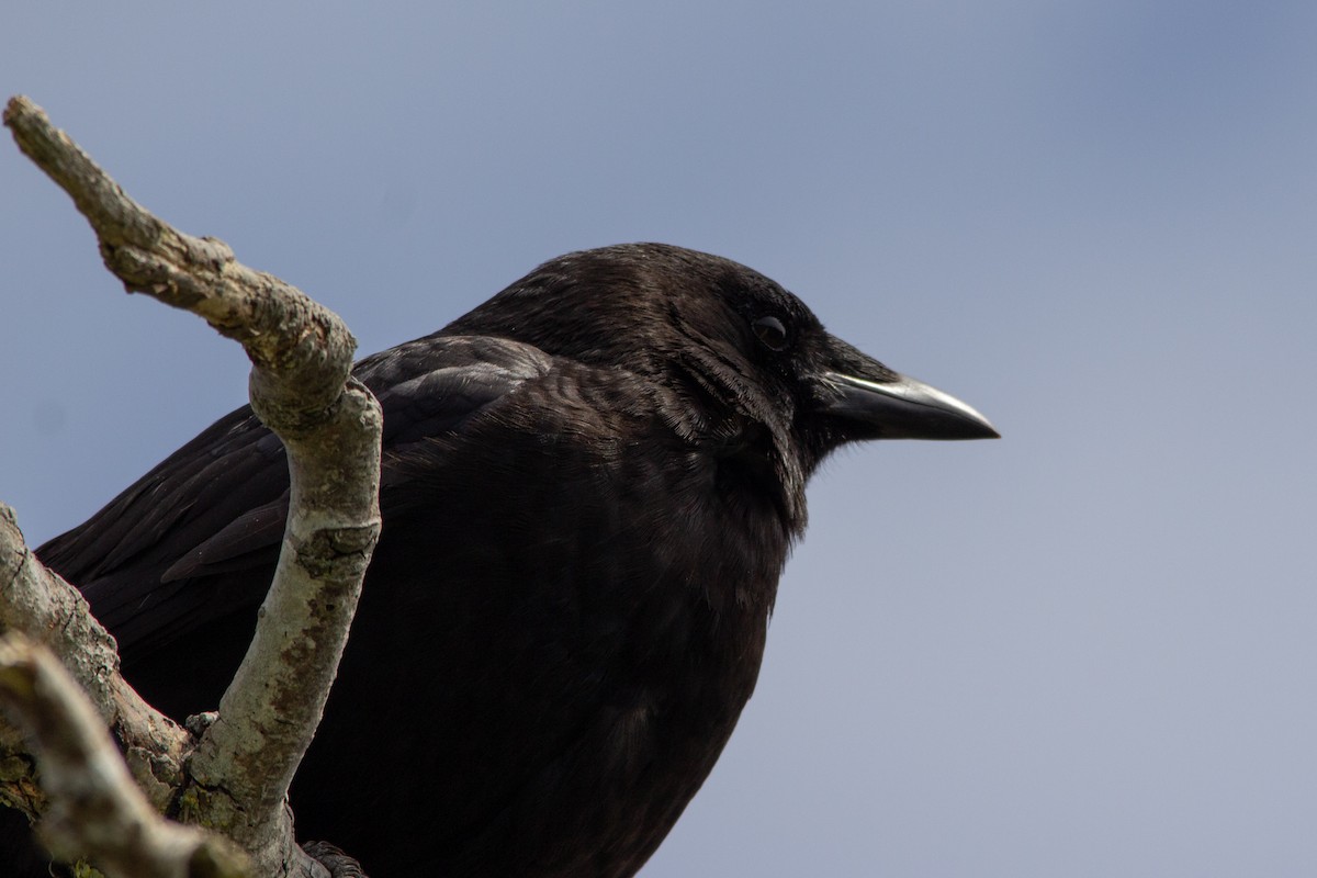 American Crow - ML637621009