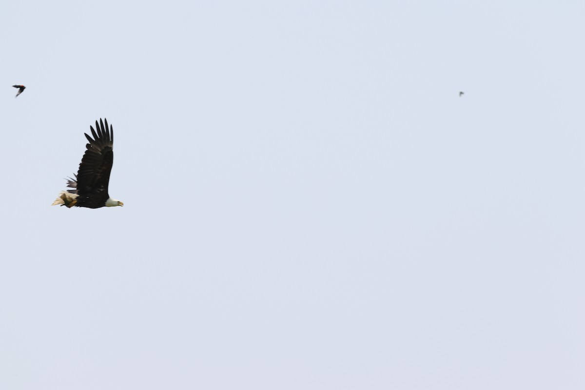 Bald Eagle - ML637621010