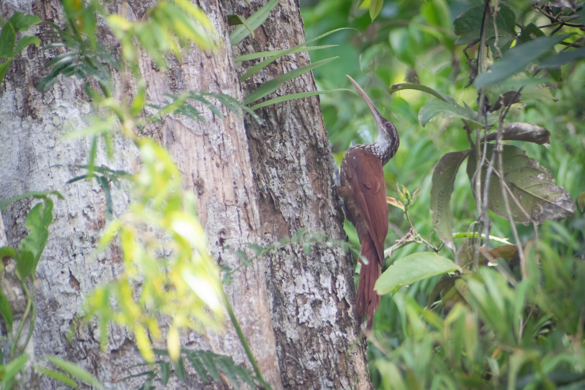 Long-billed Woodcreeper - ML637621014