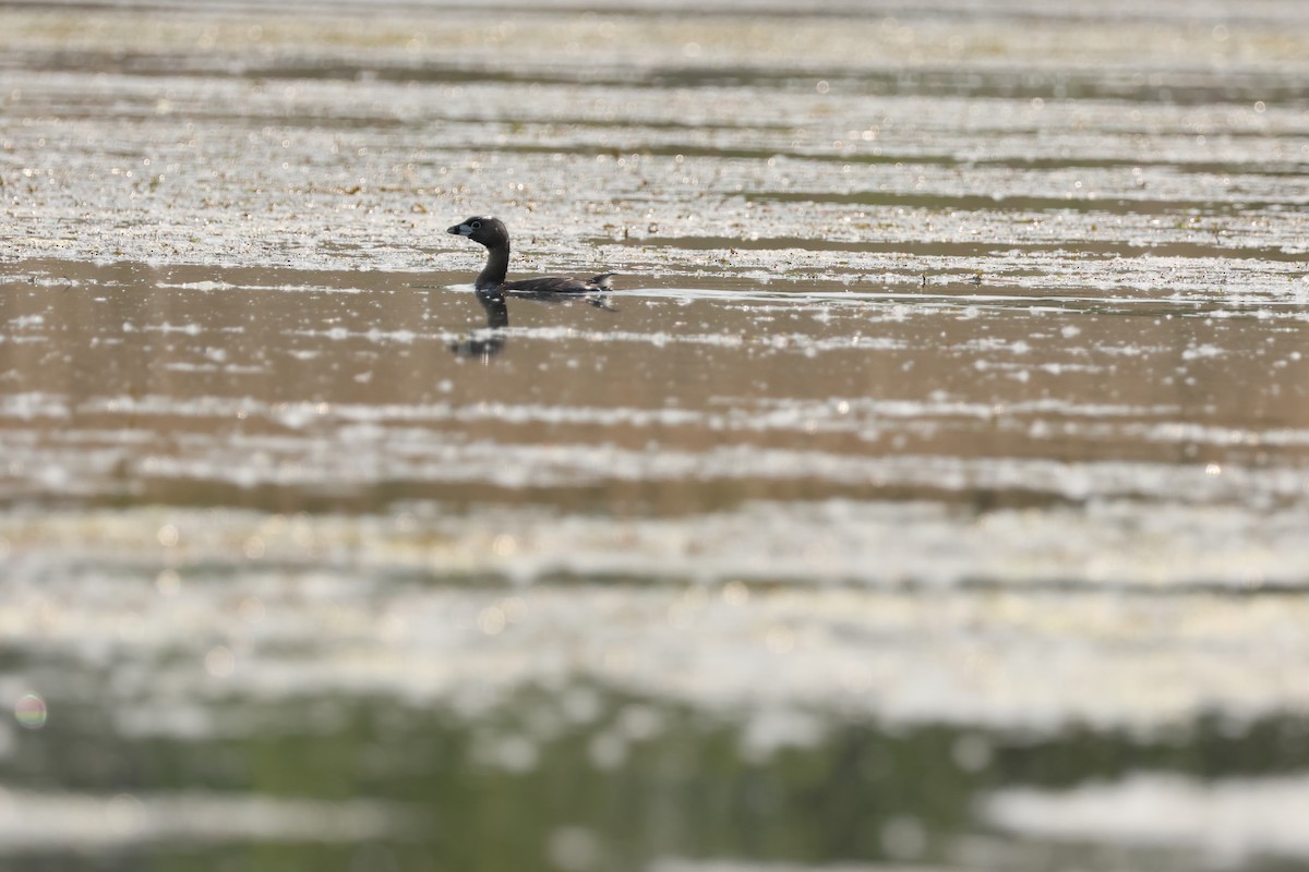 Pied-billed Grebe - ML637621039