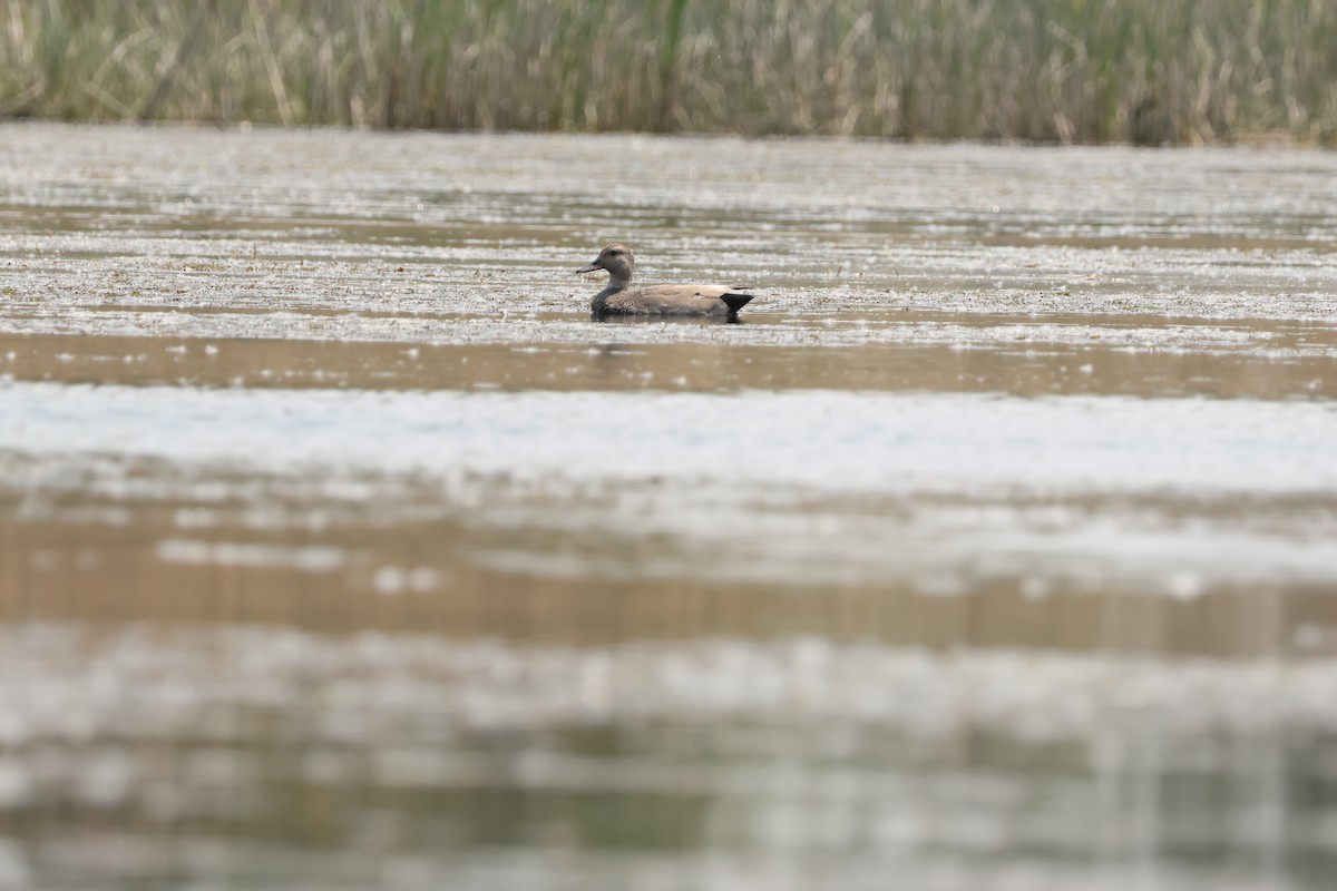 Gadwall - ML637621056