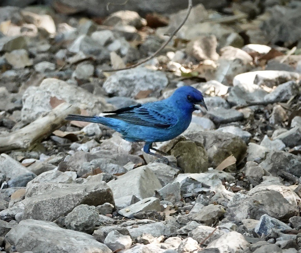 Indigo Bunting - ML637621057