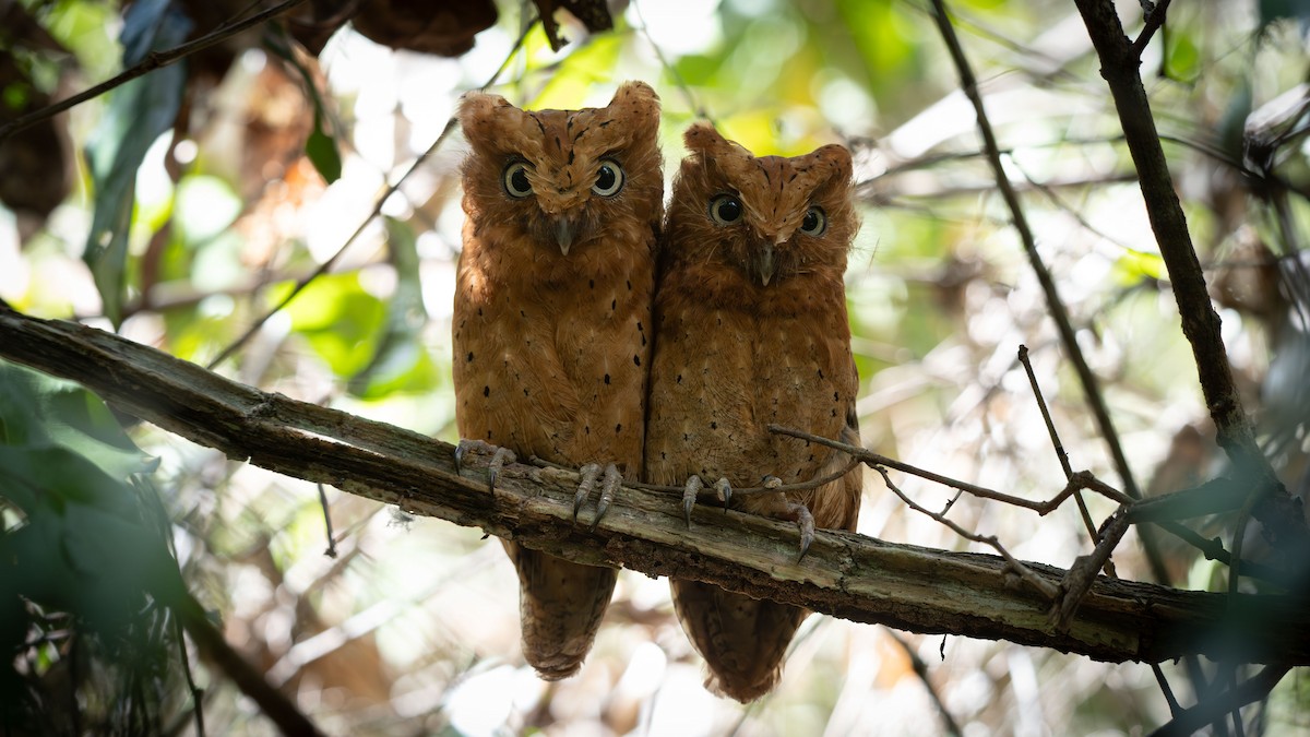 Sokoke Scops-Owl - ML637621059