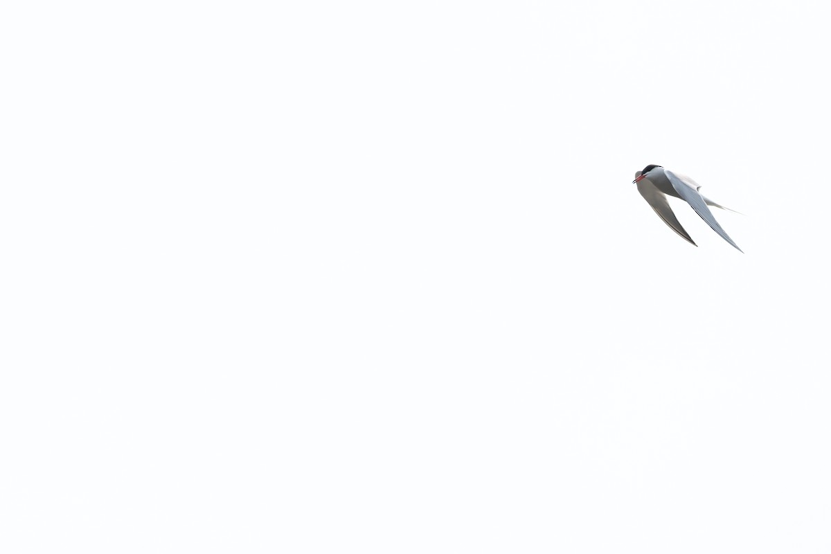 Common Tern - ML637621086