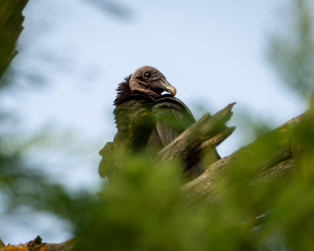 Black Vulture - ML637621097