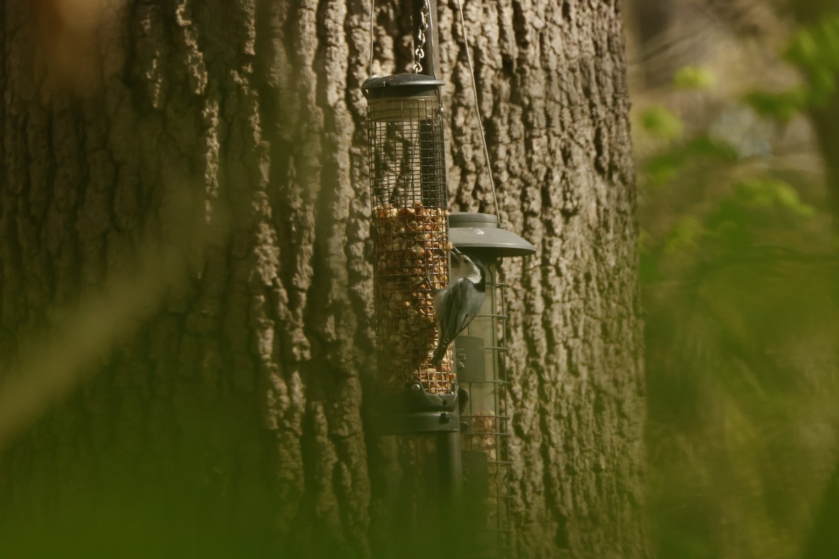 White-breasted Nuthatch - ML637621121