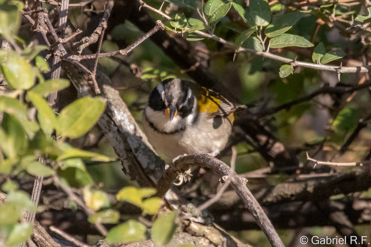 Moss-backed Sparrow - ML637621157