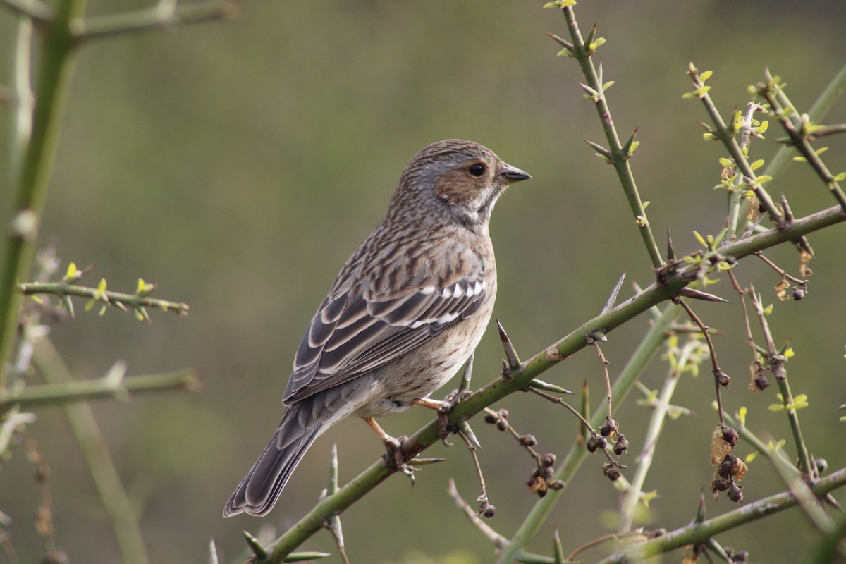 Mourning Sierra Finch - ML637621240