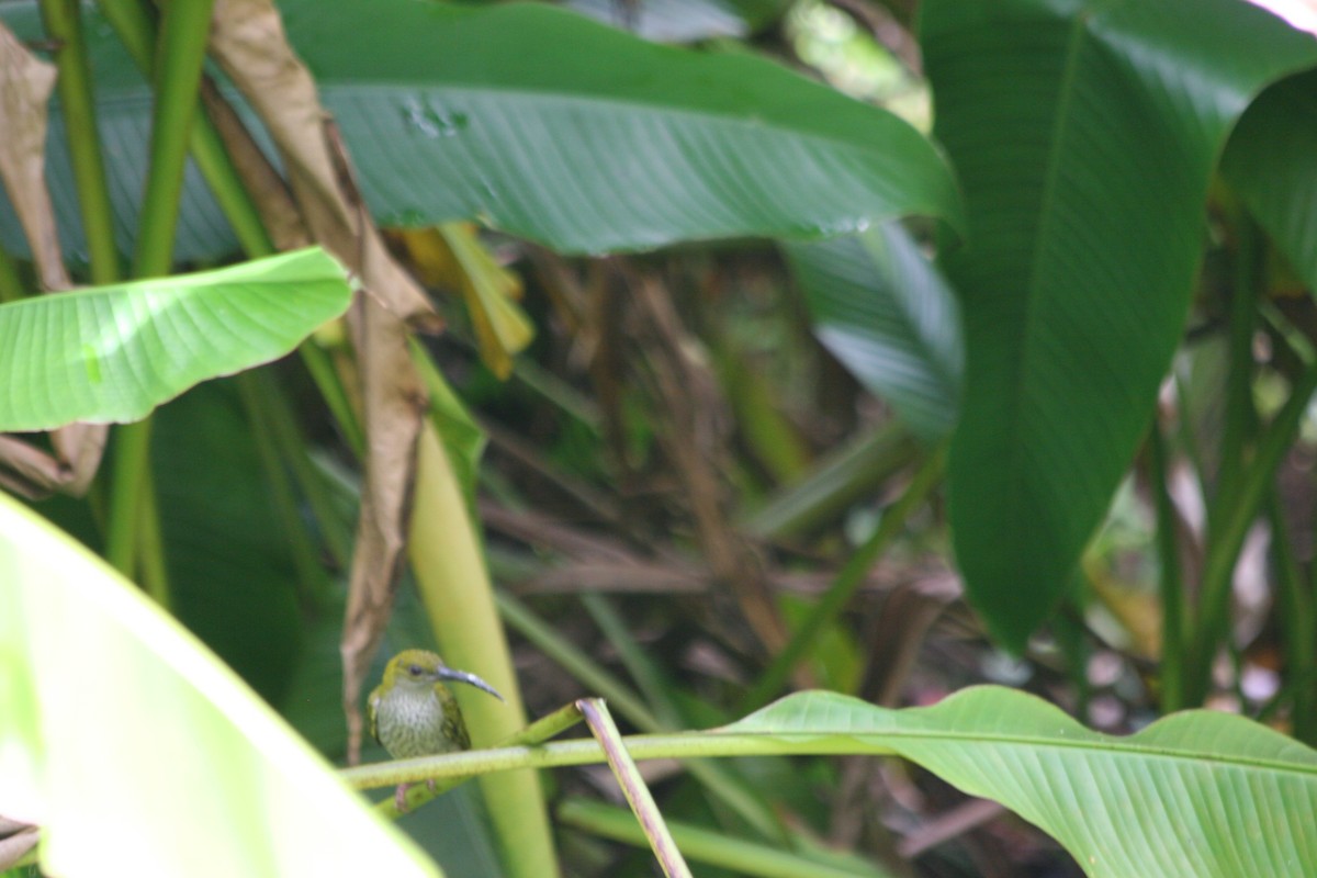 Bornean Spiderhunter - ML637621252