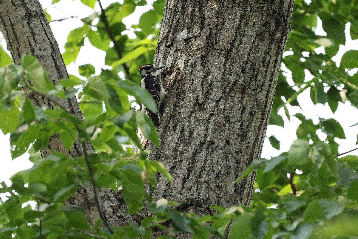 Hairy Woodpecker - ML637621259