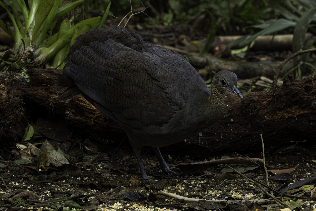 Solitary Tinamou - ML637621284