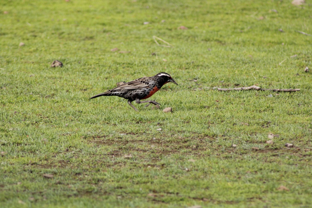 Long-tailed Meadowlark - ML637621294