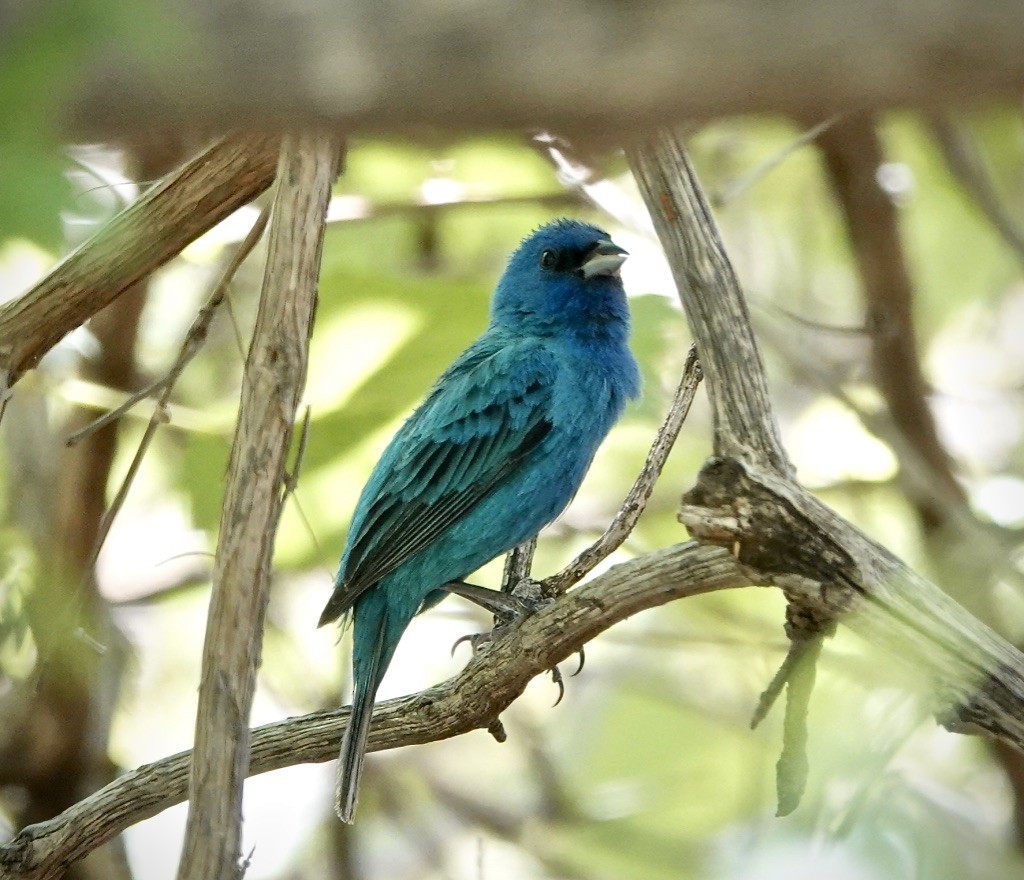 Indigo Bunting - ML637621317