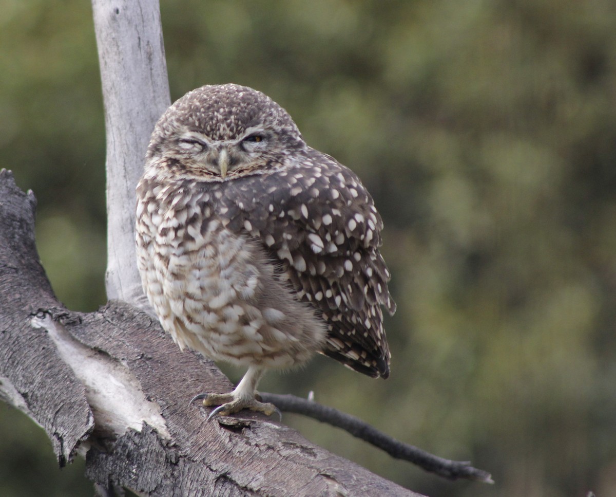 Burrowing Owl - ML637621341