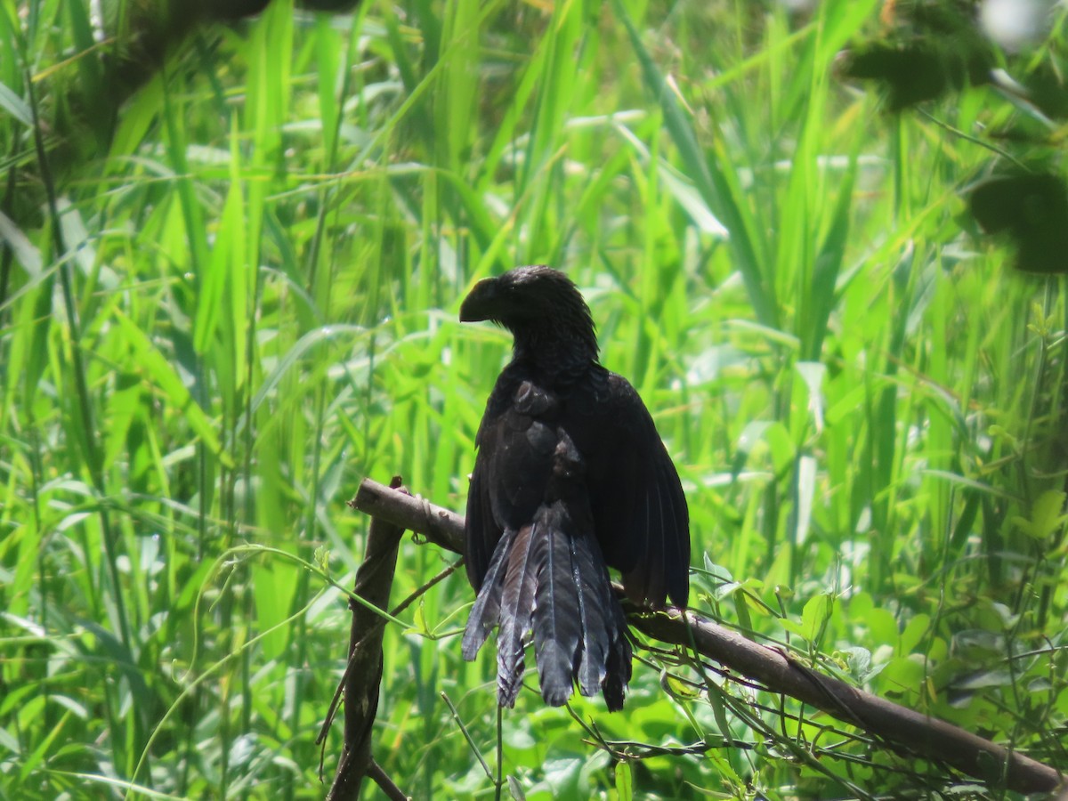 Smooth-billed Ani - ML637621403